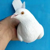 کبوتر خارجی|پرنده|کهریزک, |دیوار