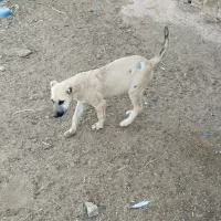 فروشی|سگ|جلگه رخ, |دیوار