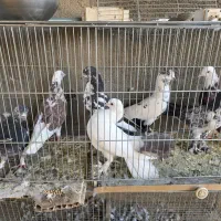 کبوتر غریبگیری|پرنده|قم, نیروگاه|دیوار