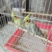 یک جفت عروس هلندی