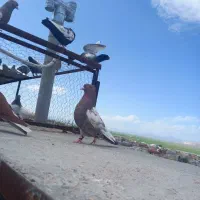 کفتر سینه سرخ