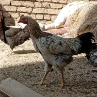 فروش|حیوانات مزرعه|اصفهان, شیخ طوسی|دیوار