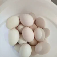 تخم مرغ دیلگونی