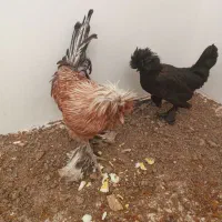 مرغ و خروس سلطان