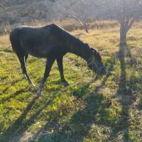 اسب|اسب و تجهیزات اسب‌سواری|اهر, |دیوار