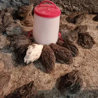 فروش بلدرچین گوشتی