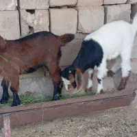 بز دوقلوزا|حیوانات مزرعه|آغاجاری, |دیوار