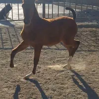 کره نر ۱۴ ماهه زیبا|حیوانات مزرعه|شاهین‌شهر, گزبرخوار|دیوار