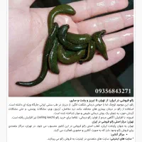 فروش زالوطبی
