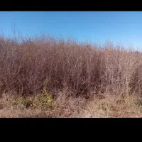 نهال درجه ۱ دوساله تضمینی بهترین جنس