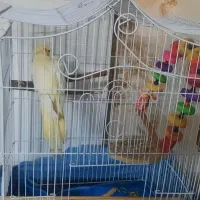 عروس هلندی لوتینو