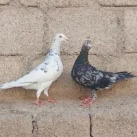 یک جفت سرور عتیقه