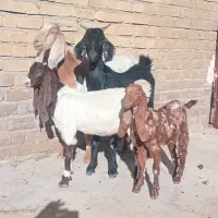 ۴راس کولار بز اسرائیلی کهره دار وابستن دوسه قلوزا