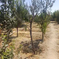 ویلا پاکدشت جمال اباد چهار دیواری|فروش خانه و ویلا|پاکدشت, پاکدشت (مامازند)|دیوار