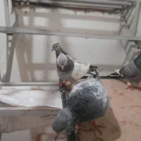 کبوتر  سینه سبز|پرنده|مشهد, فاطمیه|دیوار