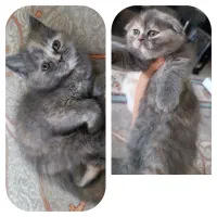 ماده طوسی رنگ اسکاتیش پرشین (فولد و آنفولد)|گربه|قوچان, |دیوار