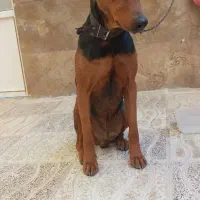 سگ دوبرمن خالص