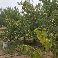 فروش باغ 2500مترمربع