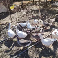 فروش|حیوانات مزرعه|هشترود, |دیوار