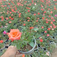 نسترن سفید و رز حنایی|گل و گیاه طبیعی|تهران, افسریه جنوبی|دیوار