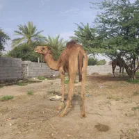 شتر ۲سال محلی