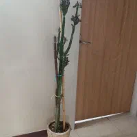 افوربیا 105 سانت / ۷۰۰ تومن