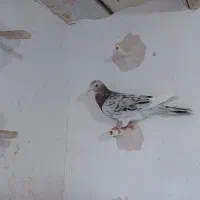 ۴تا کبوتر نر فوق پرشی زیرقیمت