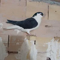 کفتر صید|پرنده|مشهد, شهید بهشتی|دیوار