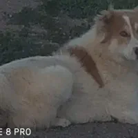 سگ گله یکساله