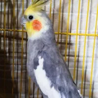 عروس هلندی نر بالغ|پرنده|گرگان, |دیوار