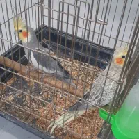 فروش یک جفت عروس هلندی