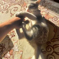 واگذاری بچه گربه با لوازم|گربه|ری, دیلمان|دیوار