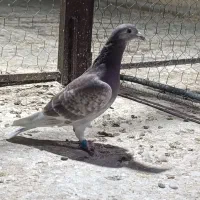 کبوتر پوست پیازی . غوره . ابلغ|پرنده|وحدتیه, |دیوار