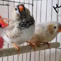 فنچ کینگ فول اورنج|پرنده|بندرعباس, |دیوار