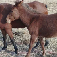 مادیون 7ساله قاطر8ماهه نریون  یک سال و نیم