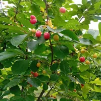 فروش باغ در فیروق (تپه باشی)