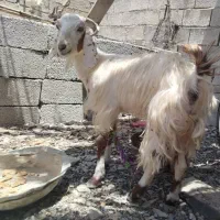 بز مری محلی