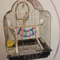 ۲عدد عروس هلندی|پرنده|تهران, ایوانک|دیوار