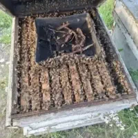 زنبور کارنیکا f1