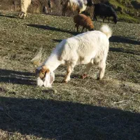 بز.|حیوانات مزرعه|آبش احمد, |دیوار