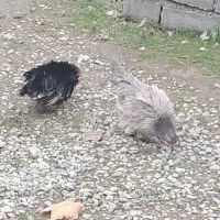 فروش یک جفت مرغ مینیاتوری