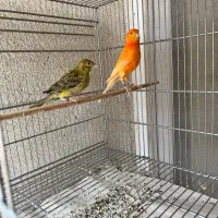 قناری ردفکتور رنگ طبیعی غول پیکر