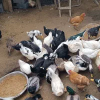 حیوانات مزرعه