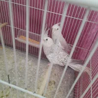 عروس هلندی
