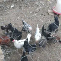 جوجه گلین لری