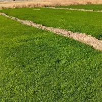 تخم برنج شمیم و طارم هاشمی درجه یک