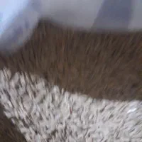 جوی بهار|لوازم جانبی حیوانات|بزینه رود, |دیوار