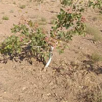 زمین کشاورزی 10هزار متر