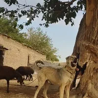 یک عدد سگ