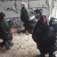 برهما بلک ۹ ماهه